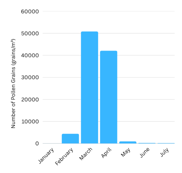Pollen Count Visual Reducing urban respiratory allergies via seasonal spray-applied BioClay ...